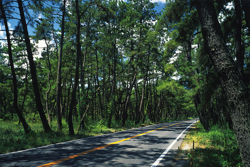 県道虹の松原線（佐賀県 唐津市ほか）