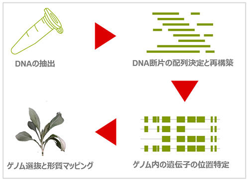 グアユールのゲノム解析：　DNA配列解析～品種改良までのイメージ