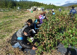 東北復興支援 綿花収穫