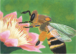 花粉だんごを運ぶミツバチ