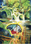 アゲハチョウと蓼仙の滝