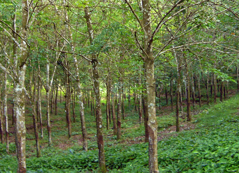 「ゴムの木」の病害診断